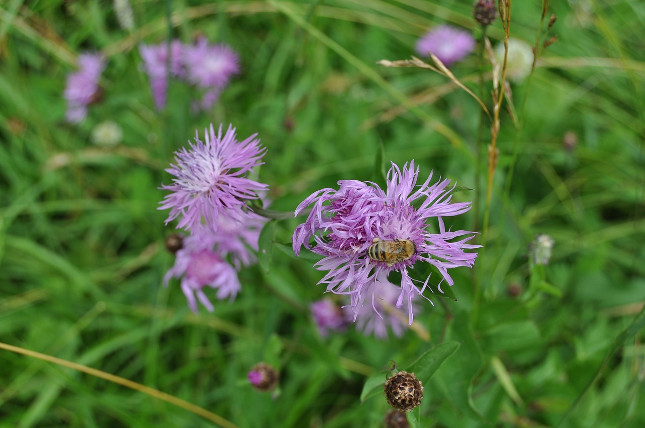 blossom bloom bee free photo