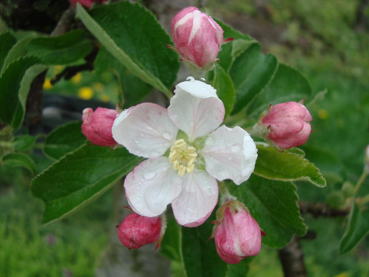 blossom bloom pear free photo