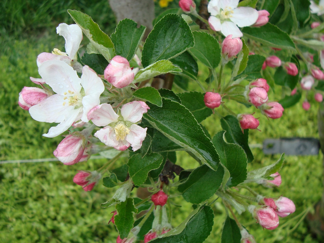 blossom bloom pear free photo