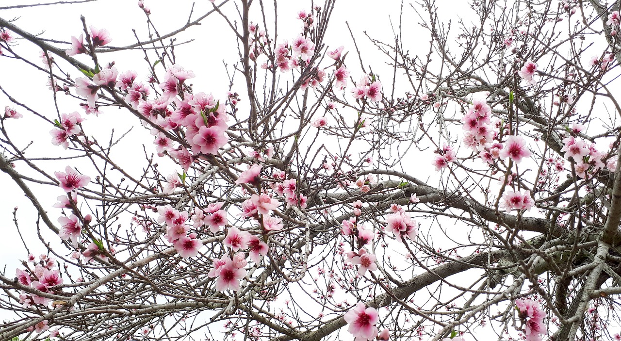 blossom blossoms spring free photo