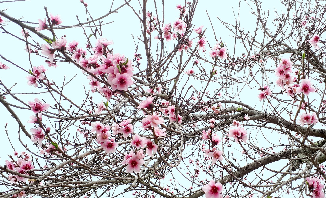 blossom blossoms spring free photo