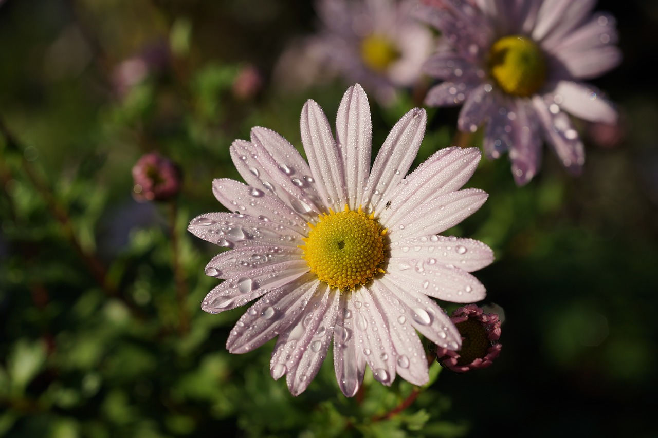 blossom bloom flower free photo