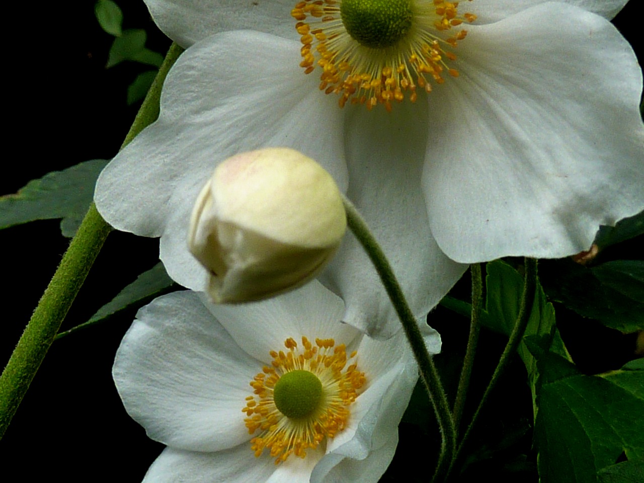 blossom bloom flower white free photo