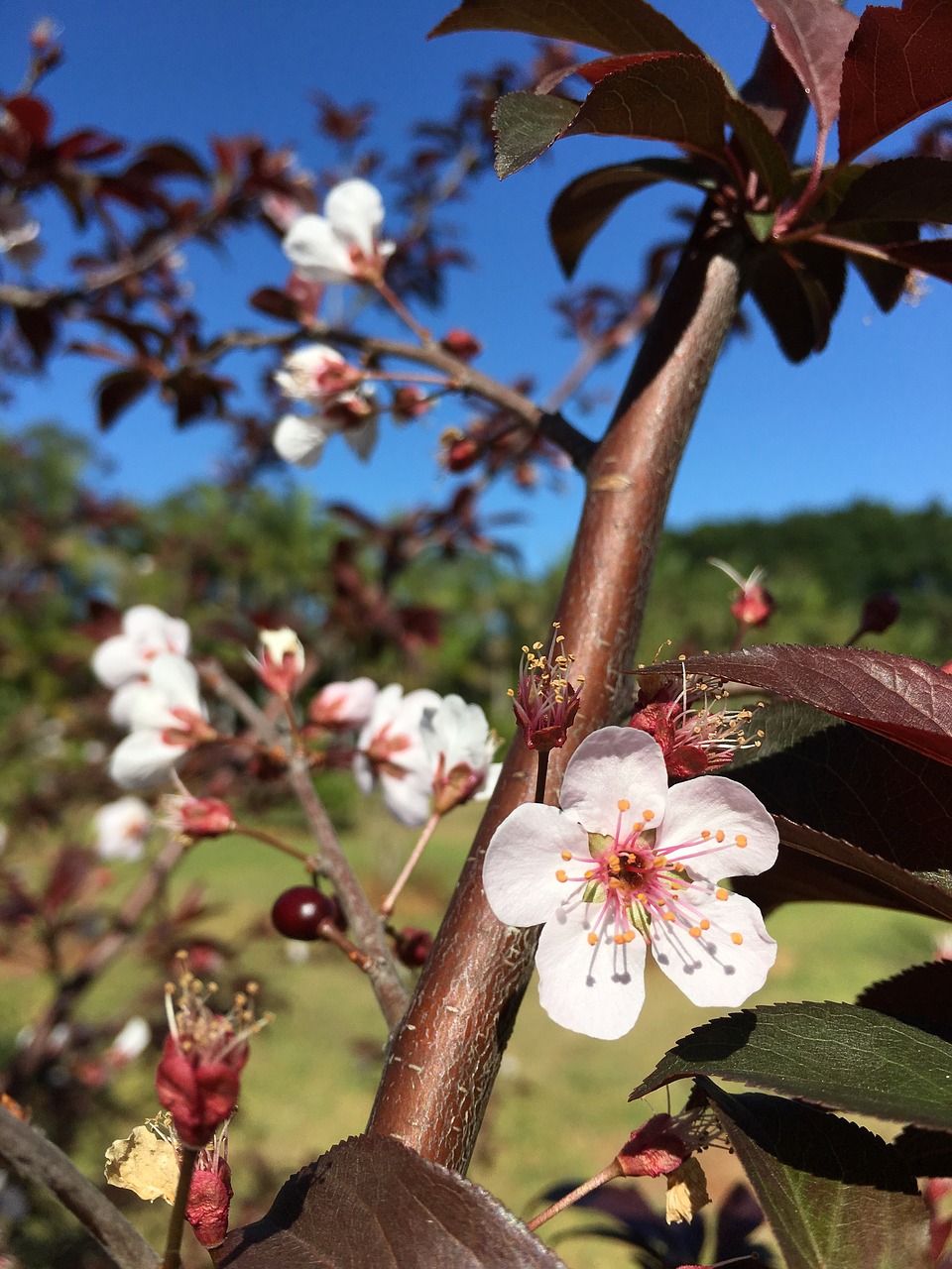 blossom flower spring free photo