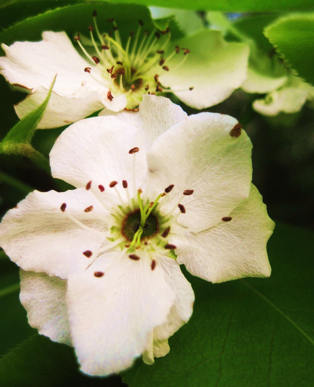 blossom tree flower free photo