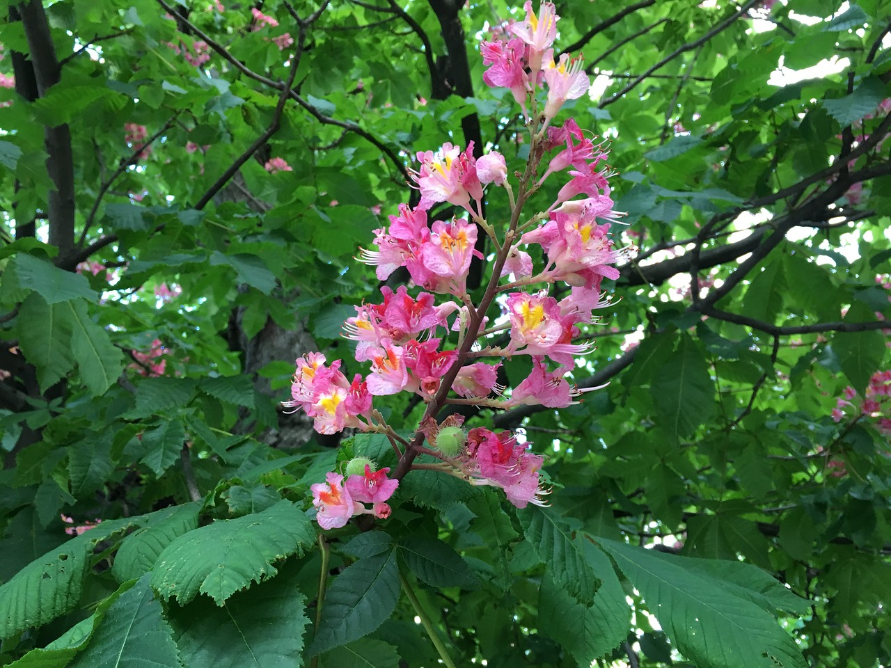 blossom bloom tree free photo