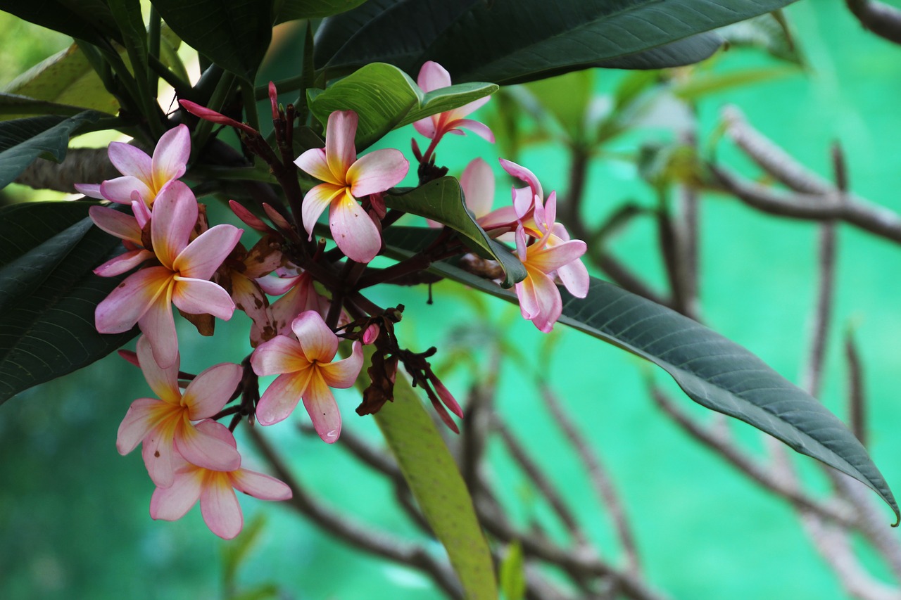 blossom bloom plant free photo