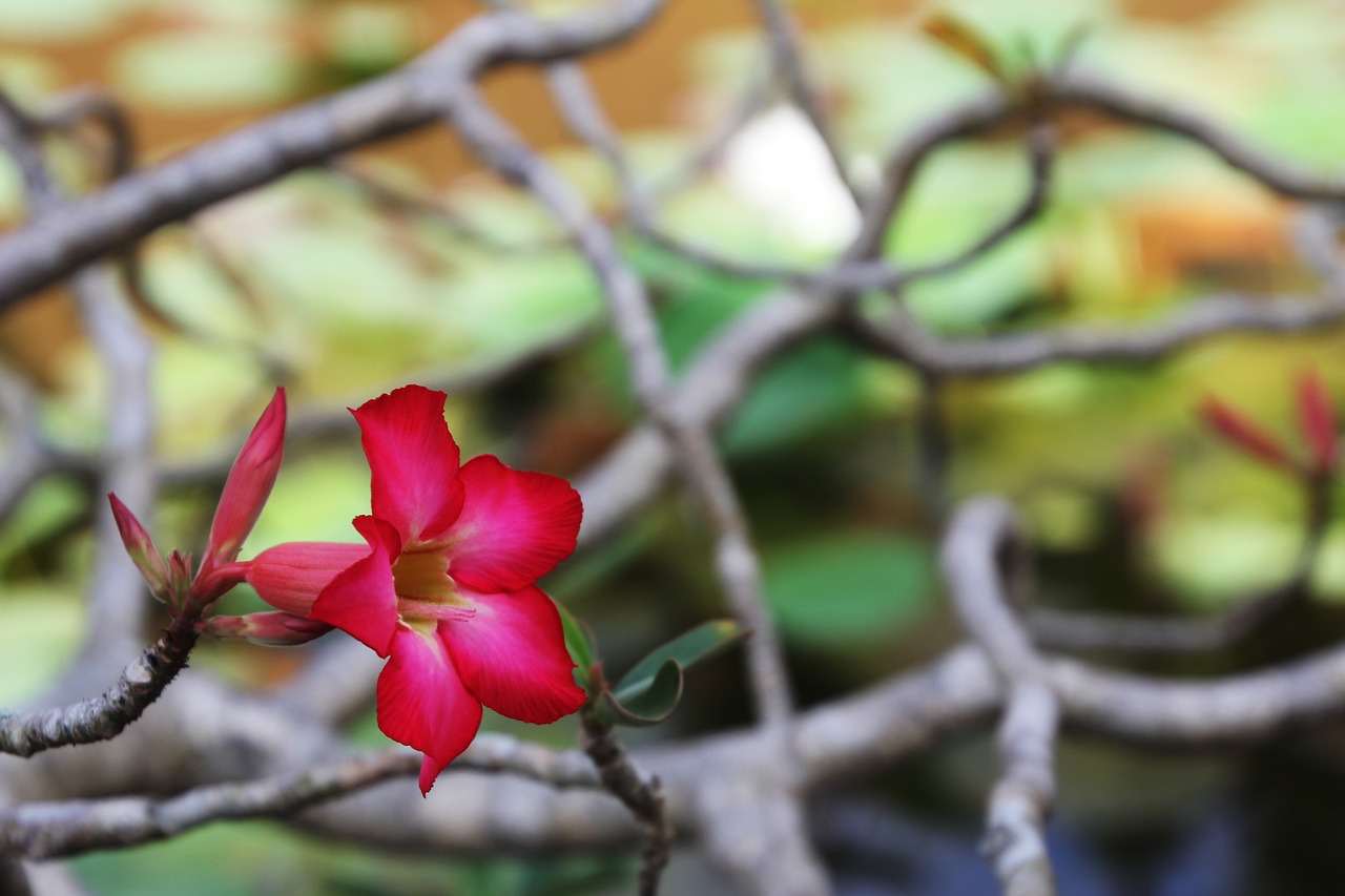 blossom bloom plant free photo