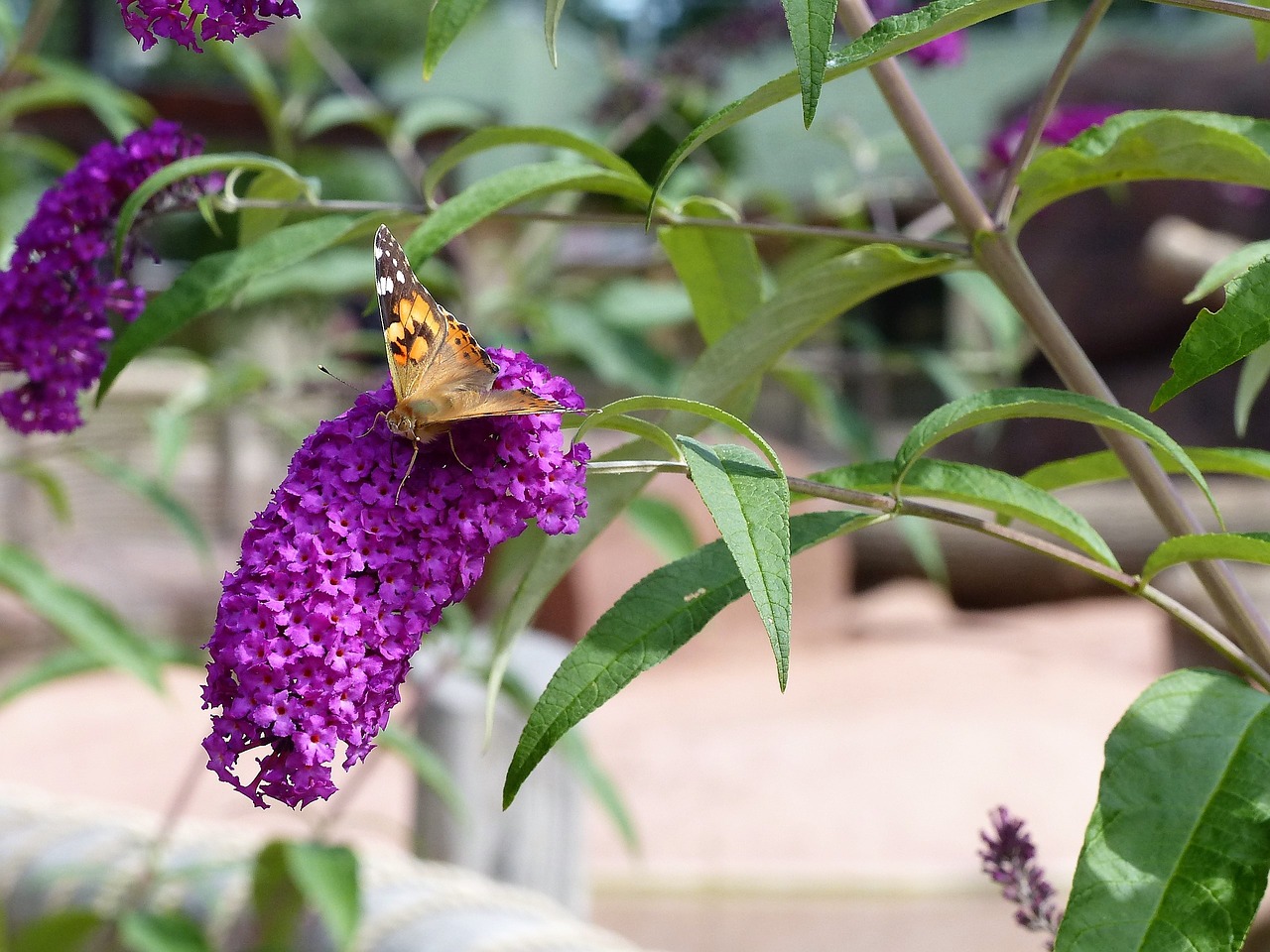 blossom bloom butterfly free photo