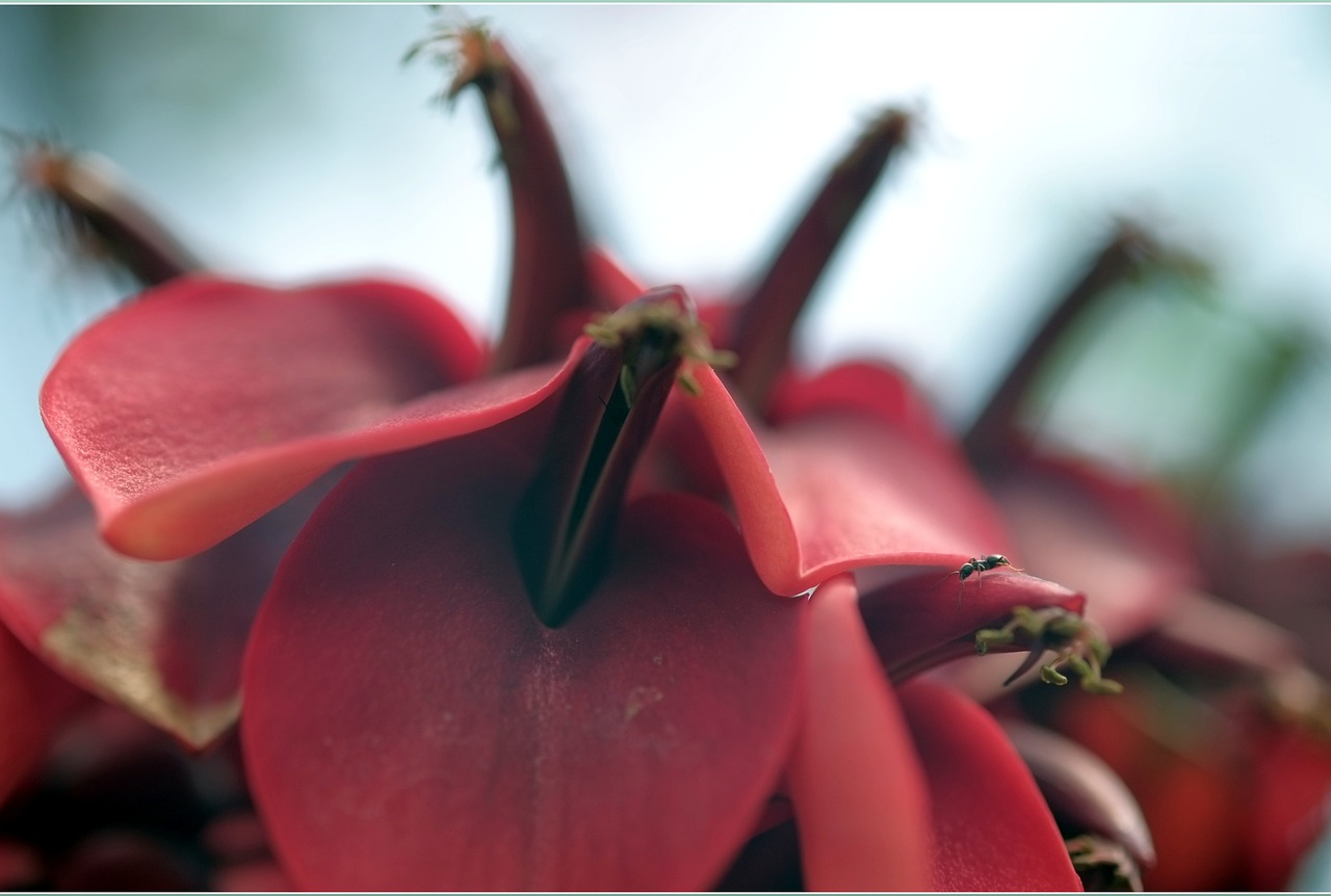 blossom μερμήγκι red free photo