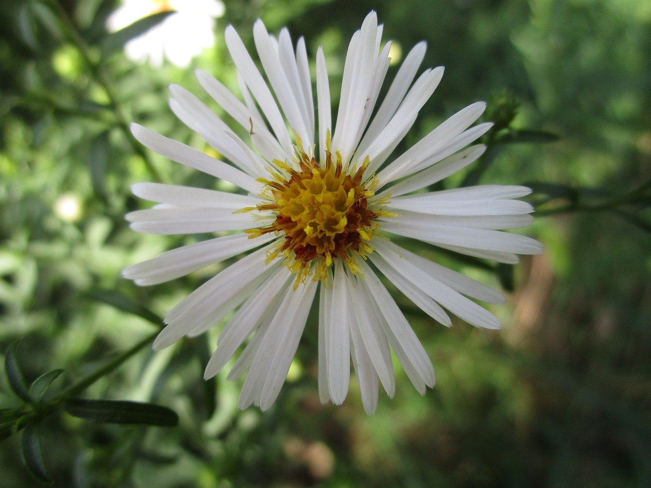 blossom bloom white free photo