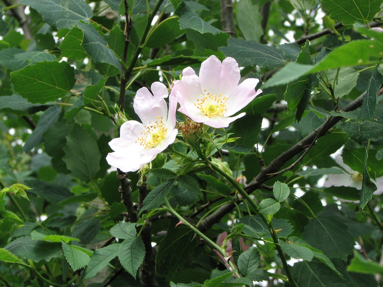 blossom bloom white blossom free photo