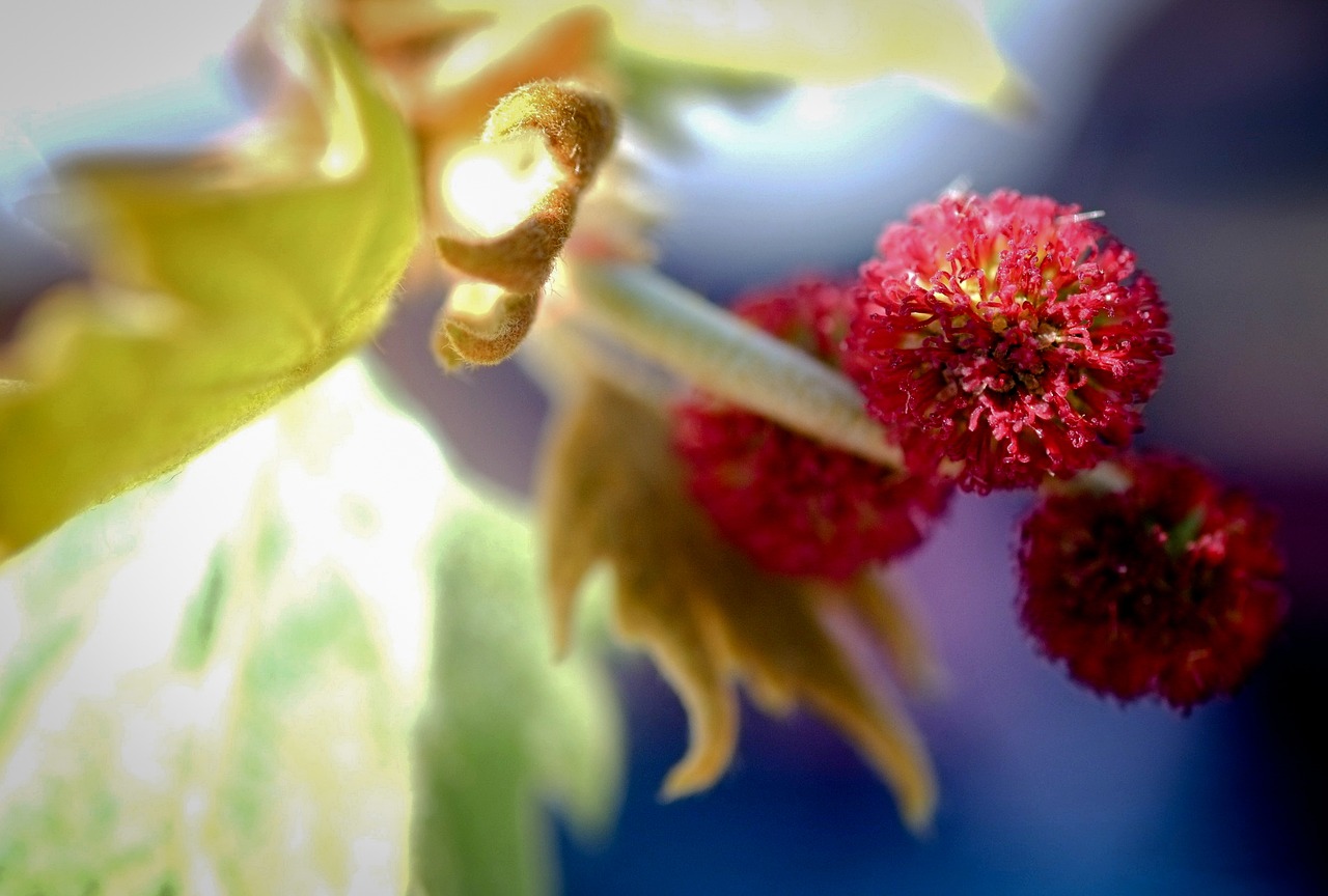 blossom platani fruit free photo