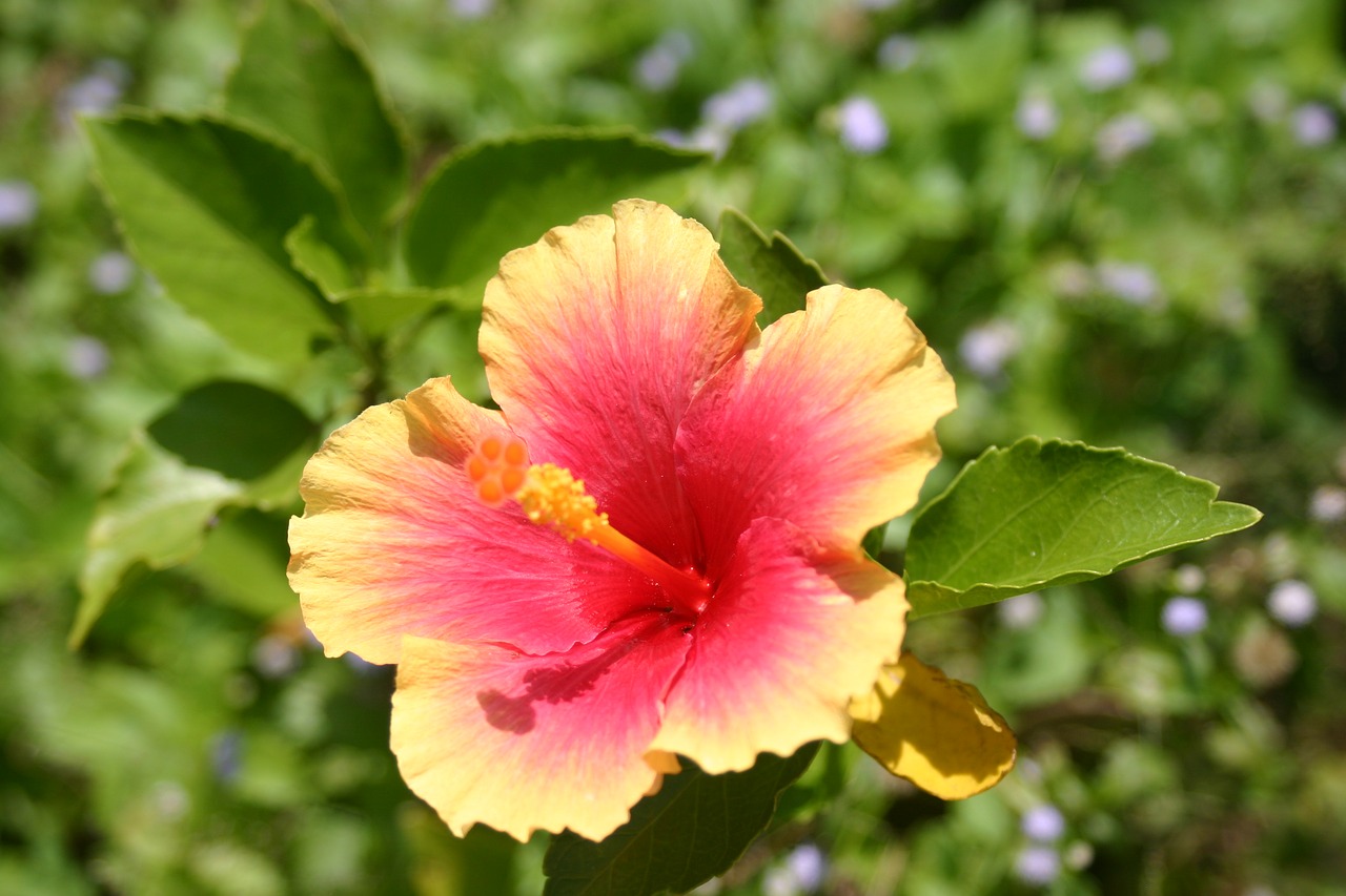 blossom bloom flower free photo