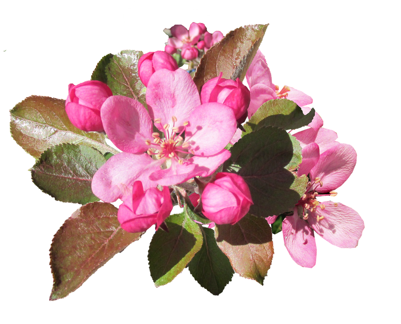 blossom pink crab apple free photo