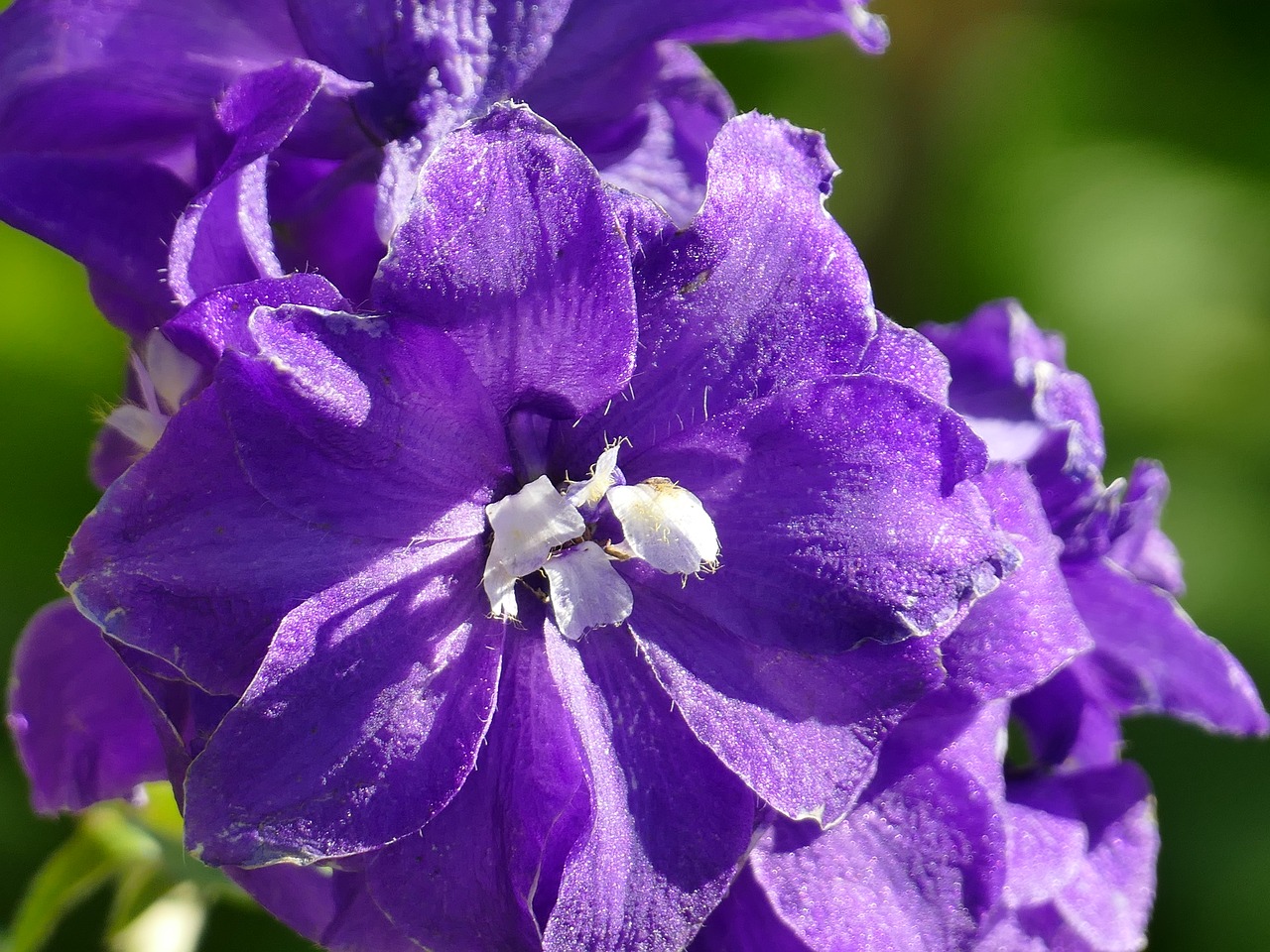 blossom bloom purple free photo