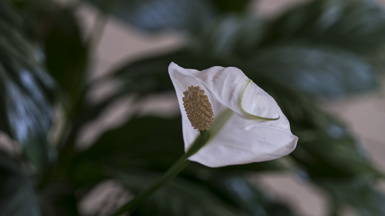 blossom bloom white free photo