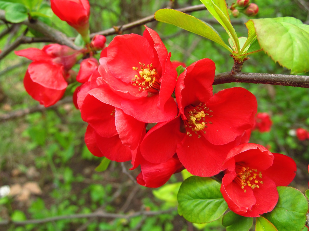 blossom garden flower free photo