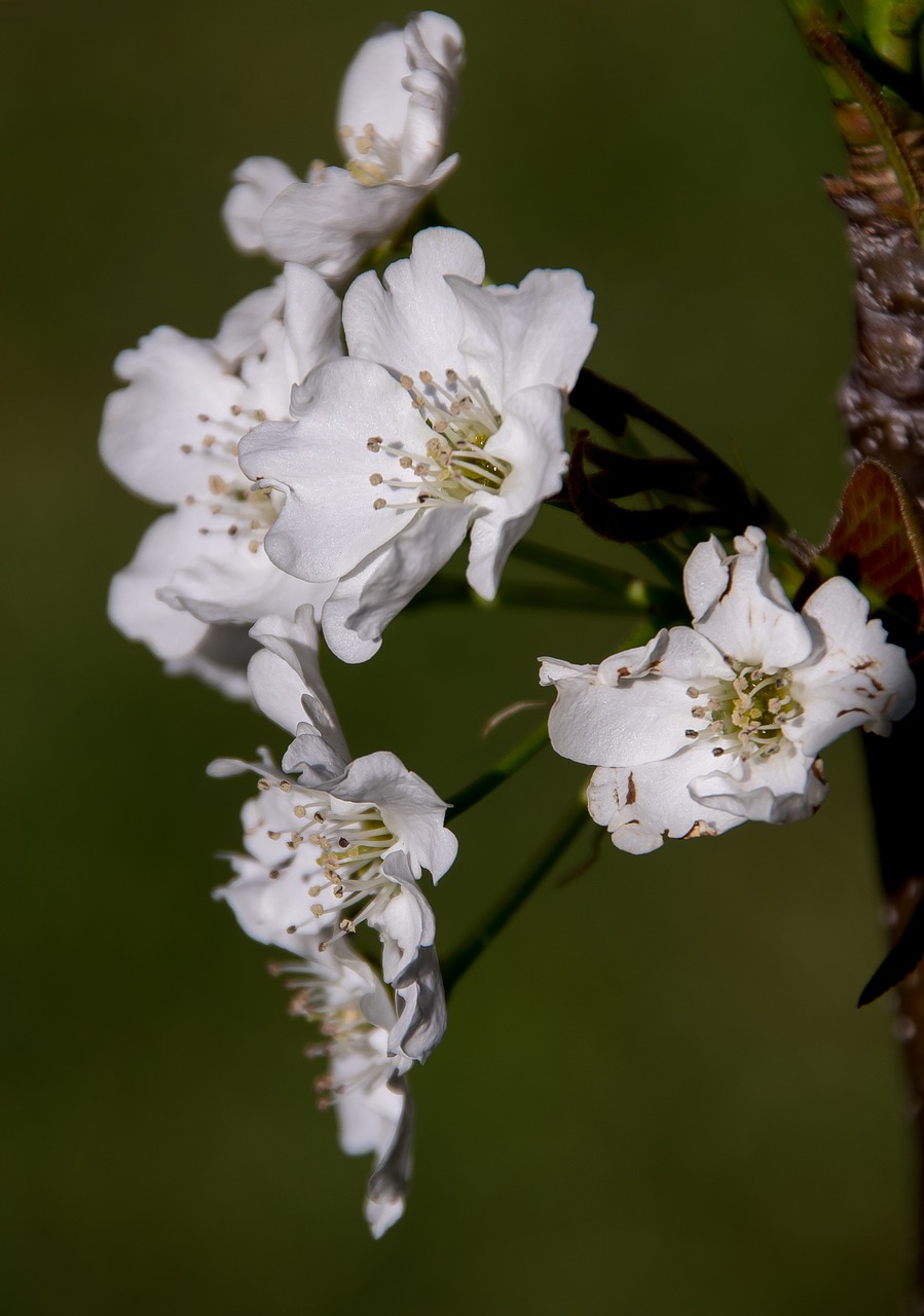 blossom flowers nashi pear free photo
