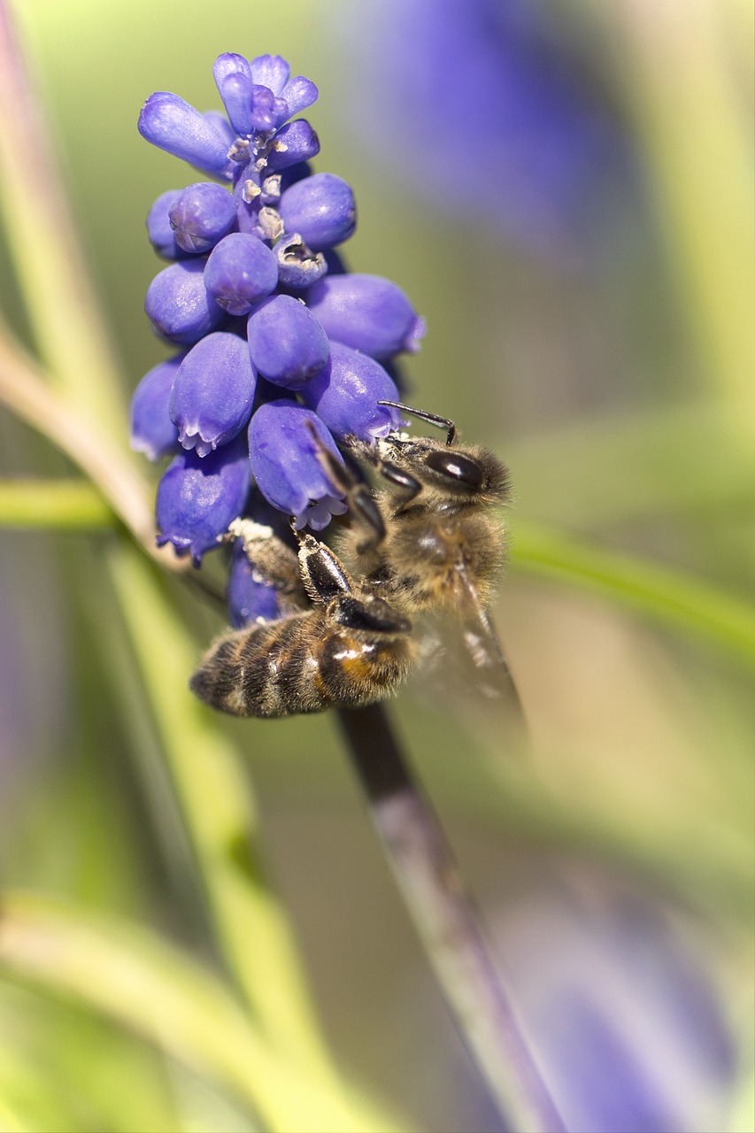 blossom bloom bee free photo