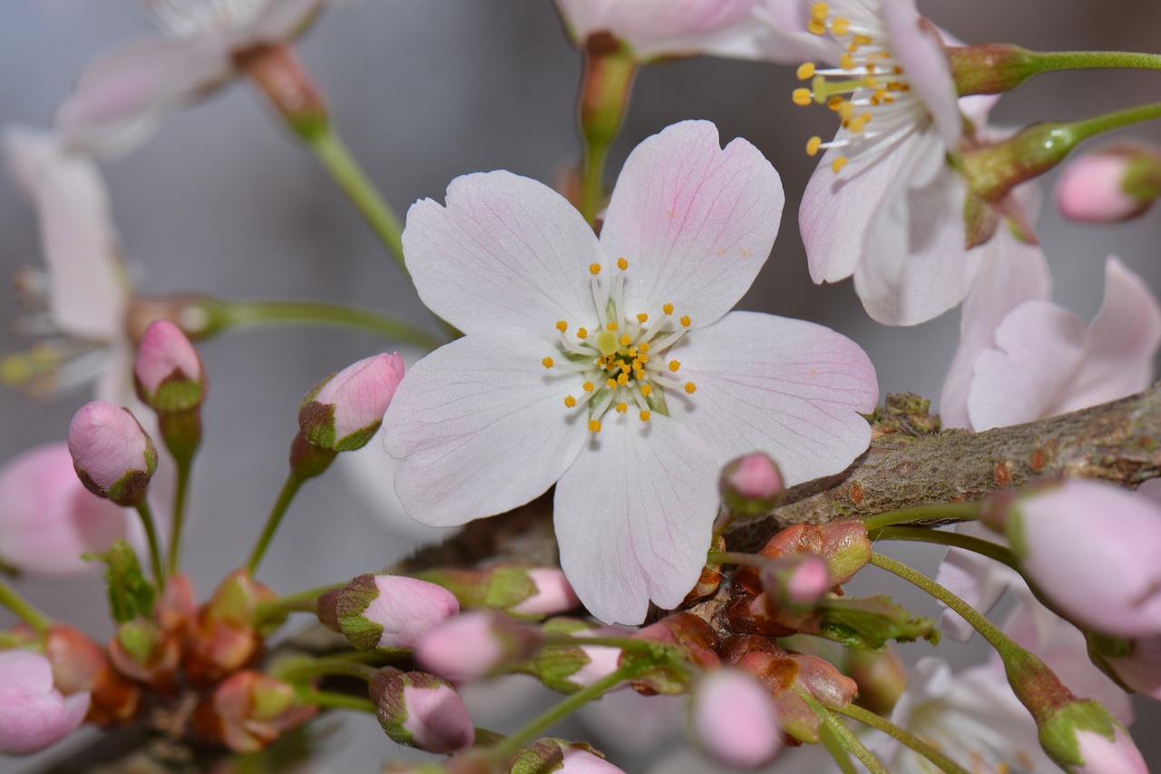 blossom nature flower free photo