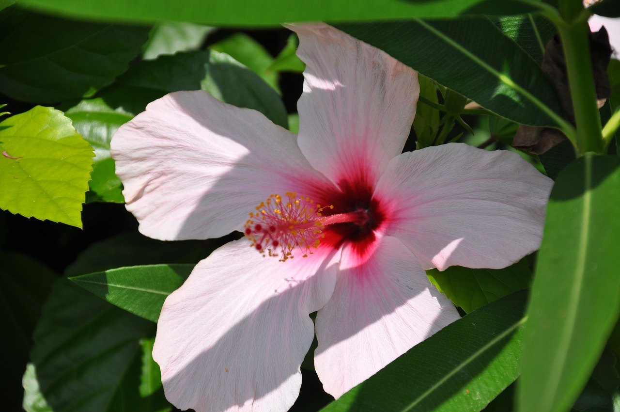 blossom bloom flower free photo