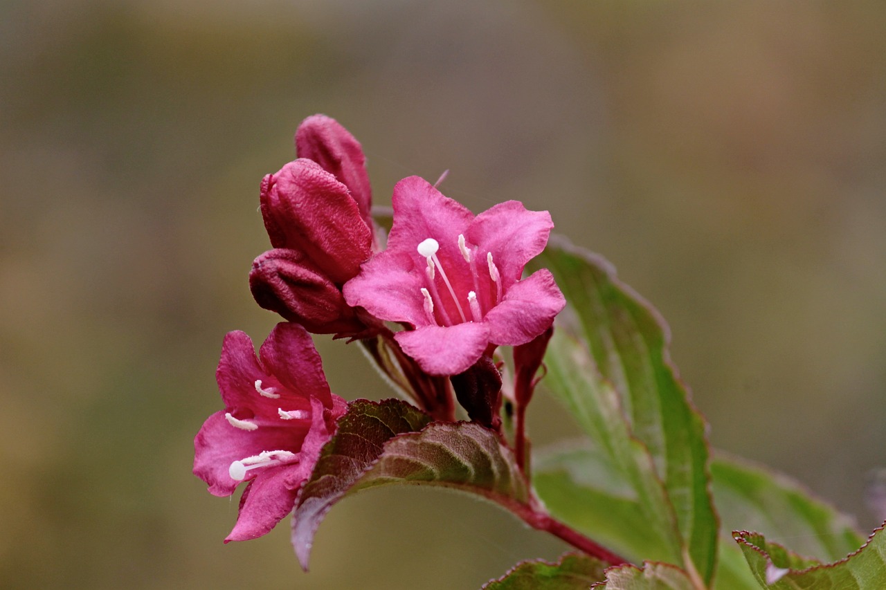 blossom bloom pink free photo