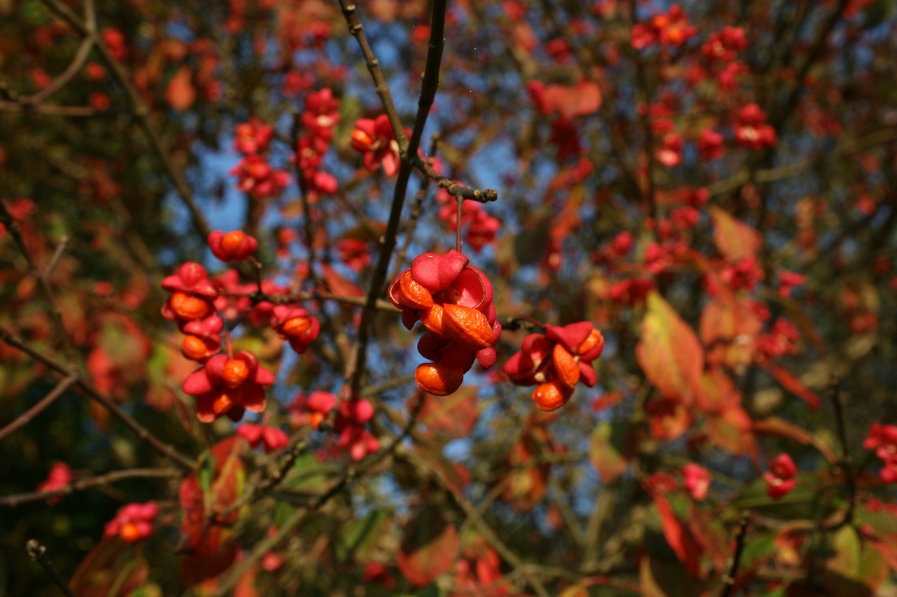 blossom bloom autumn free photo