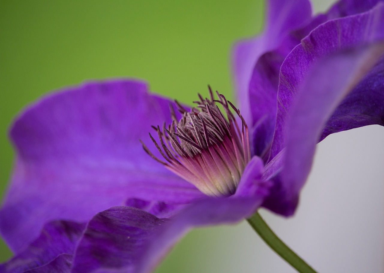 blossom bloom clematis free photo