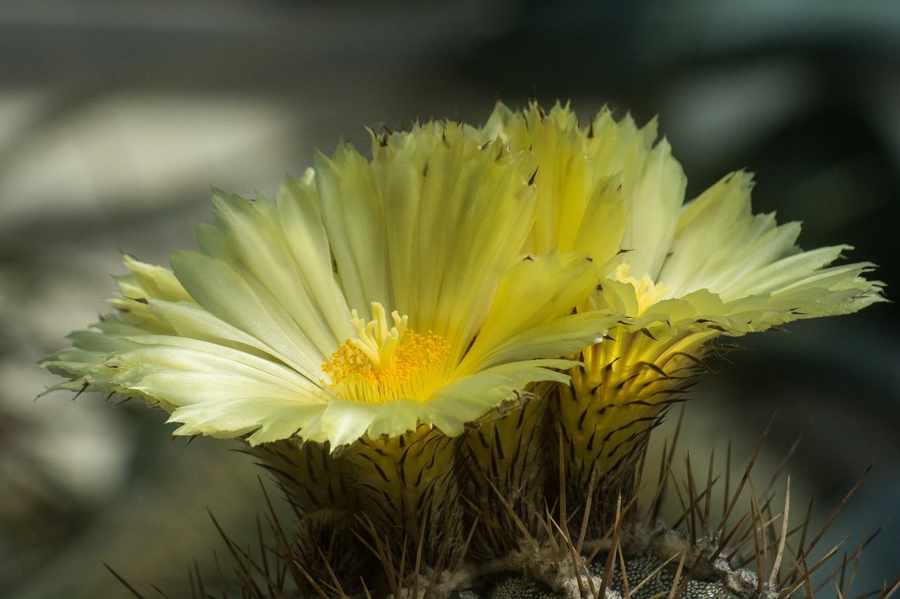 blossom bloom yellow free photo