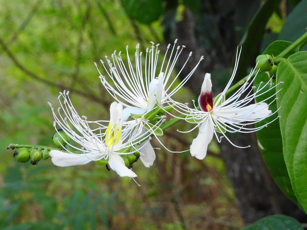 blossom bloom white free photo