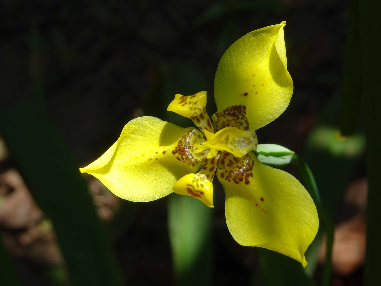 blossom bloom yellow free photo