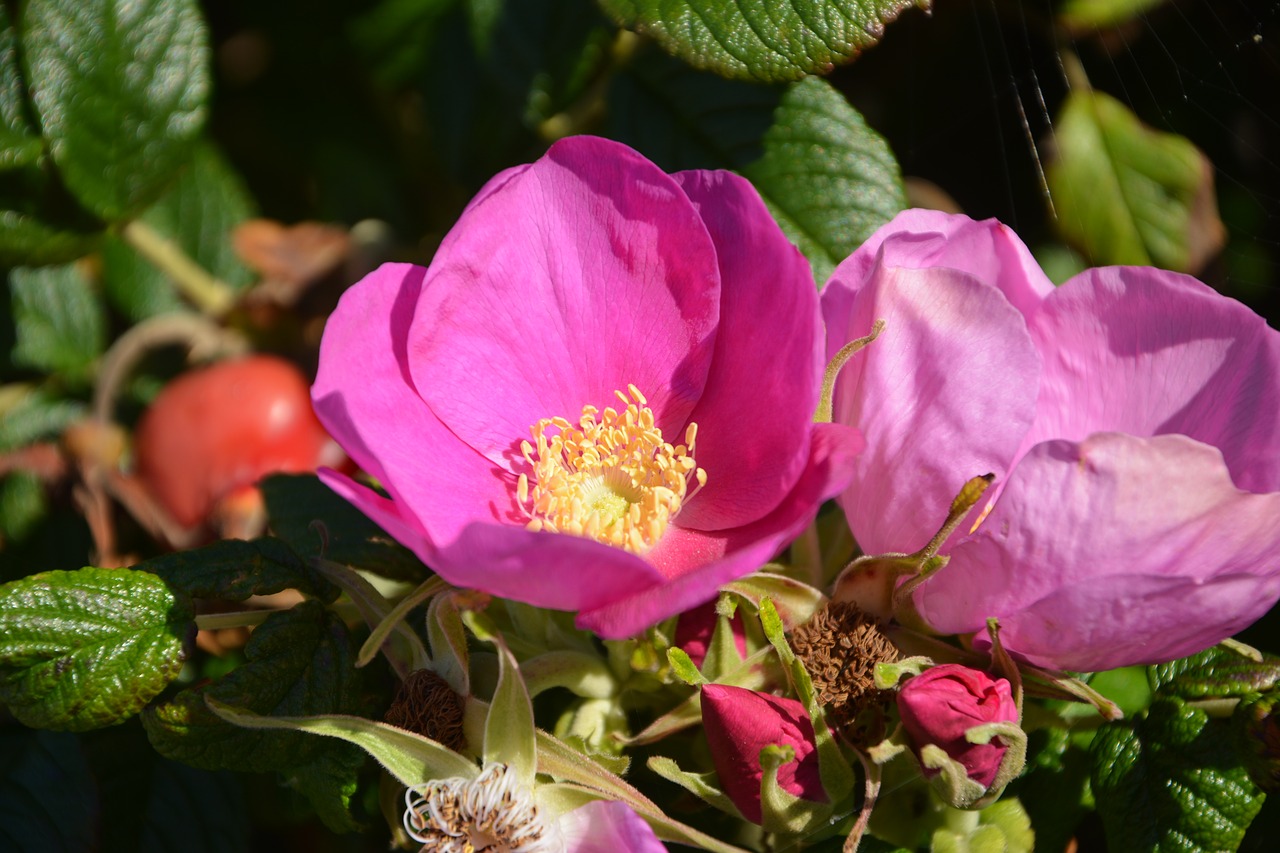 blossom bloom flower free photo