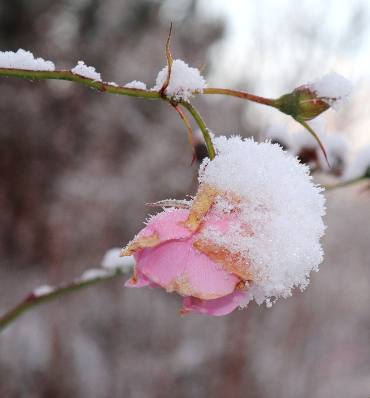 blossom bloom pink free photo