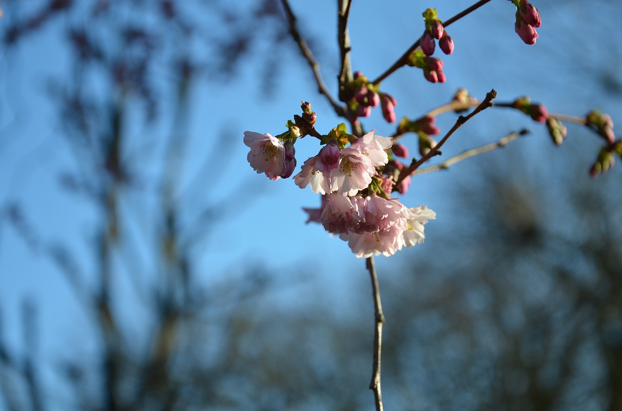 blossom cherry flower free photo