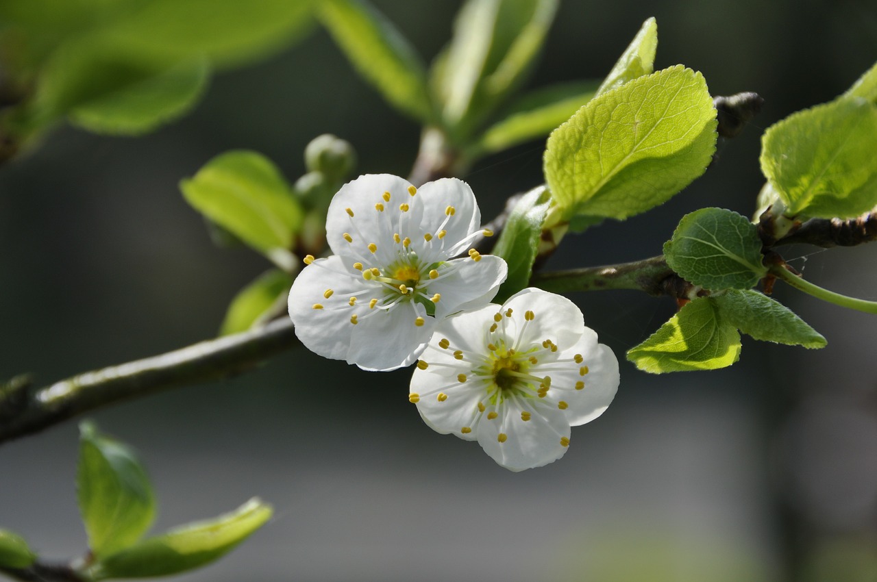 blossom spring plum blossom free photo