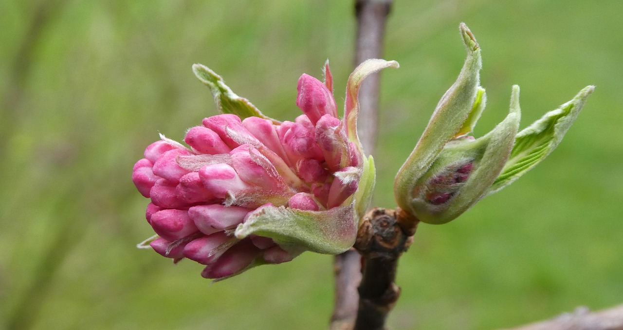 blossom bloom garden free photo