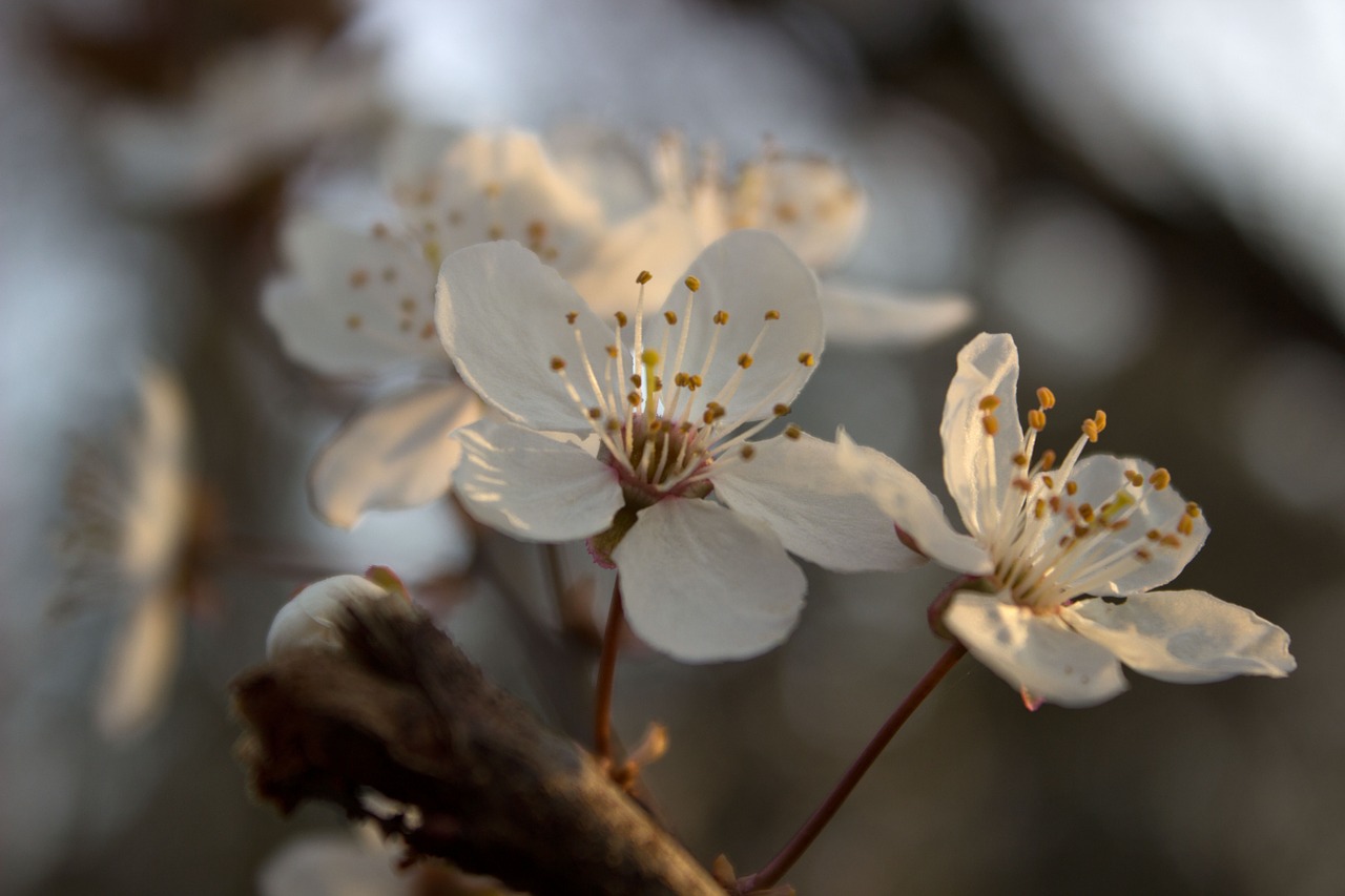 blossom white spring free photo