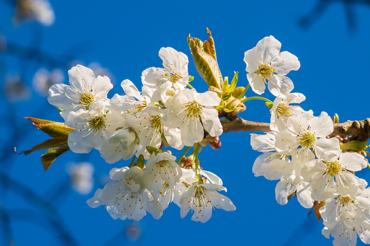 blossom bloom nature free photo