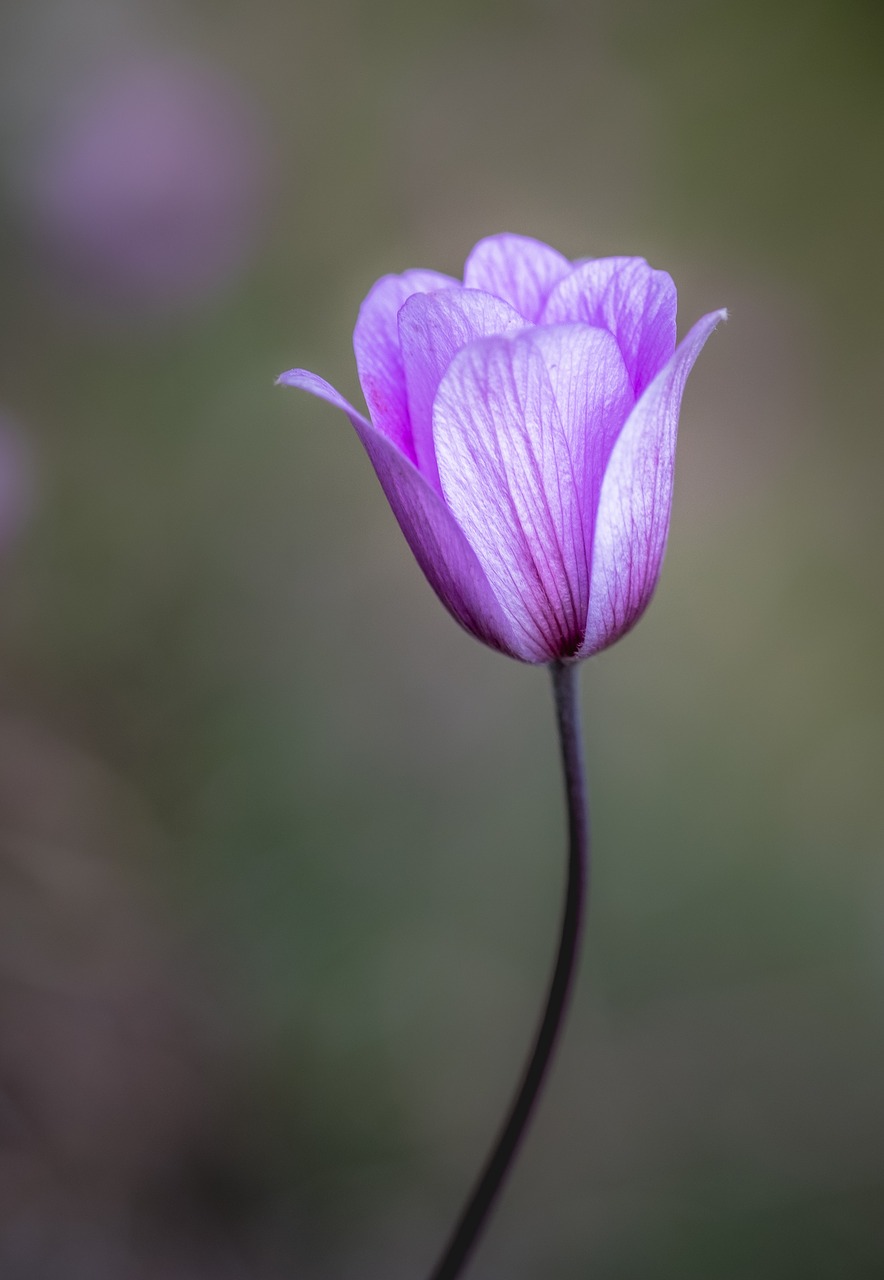 blossom flower nature free photo