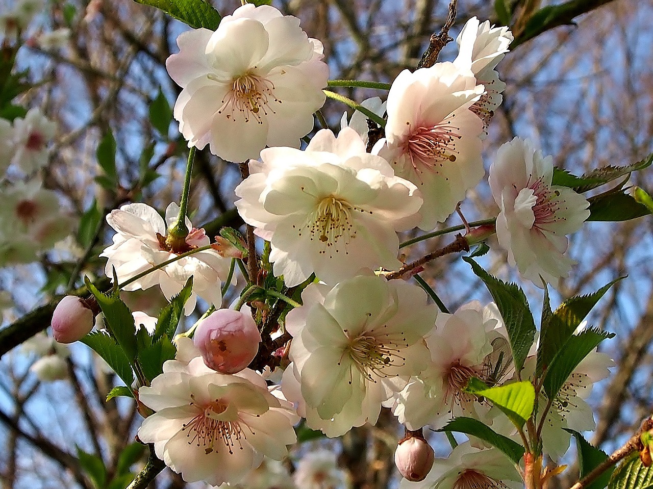 blossom bloom cherry blossom free photo