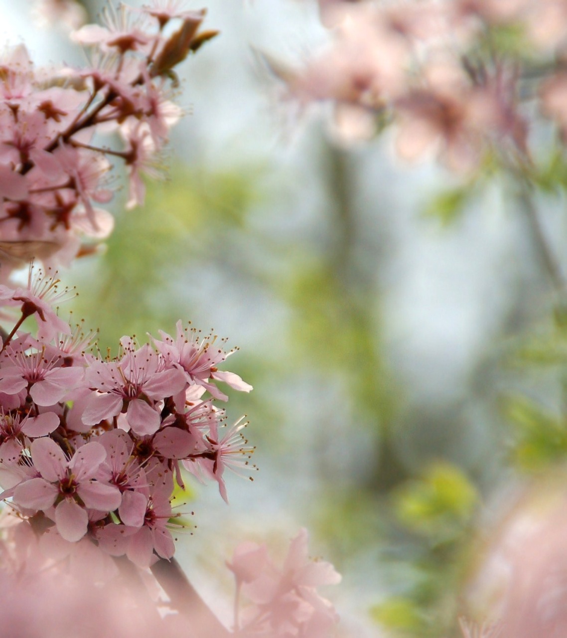 blossom spring pink free photo