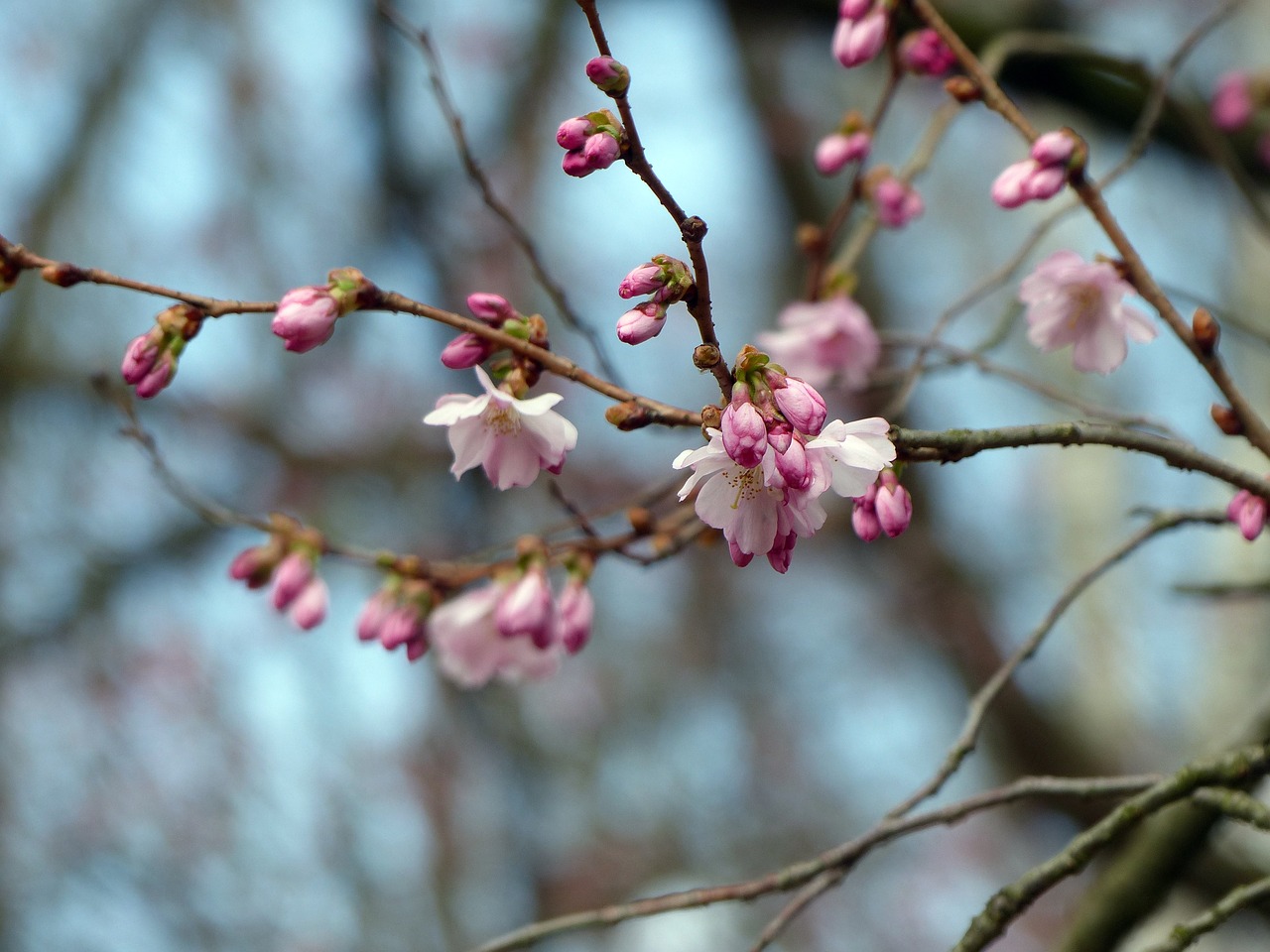 blossom bud spring free photo