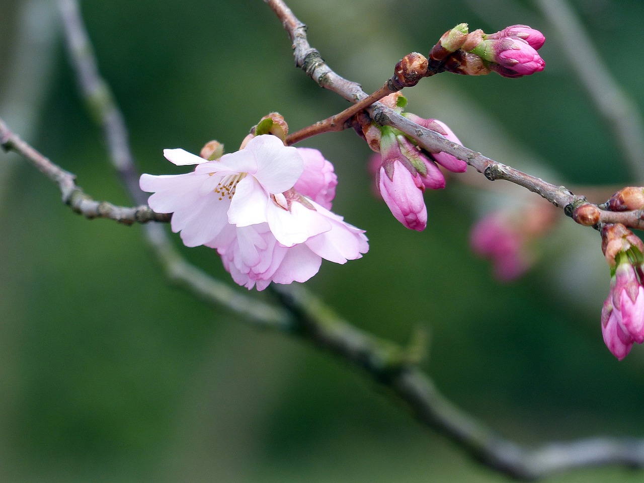 blossom bud spring free photo