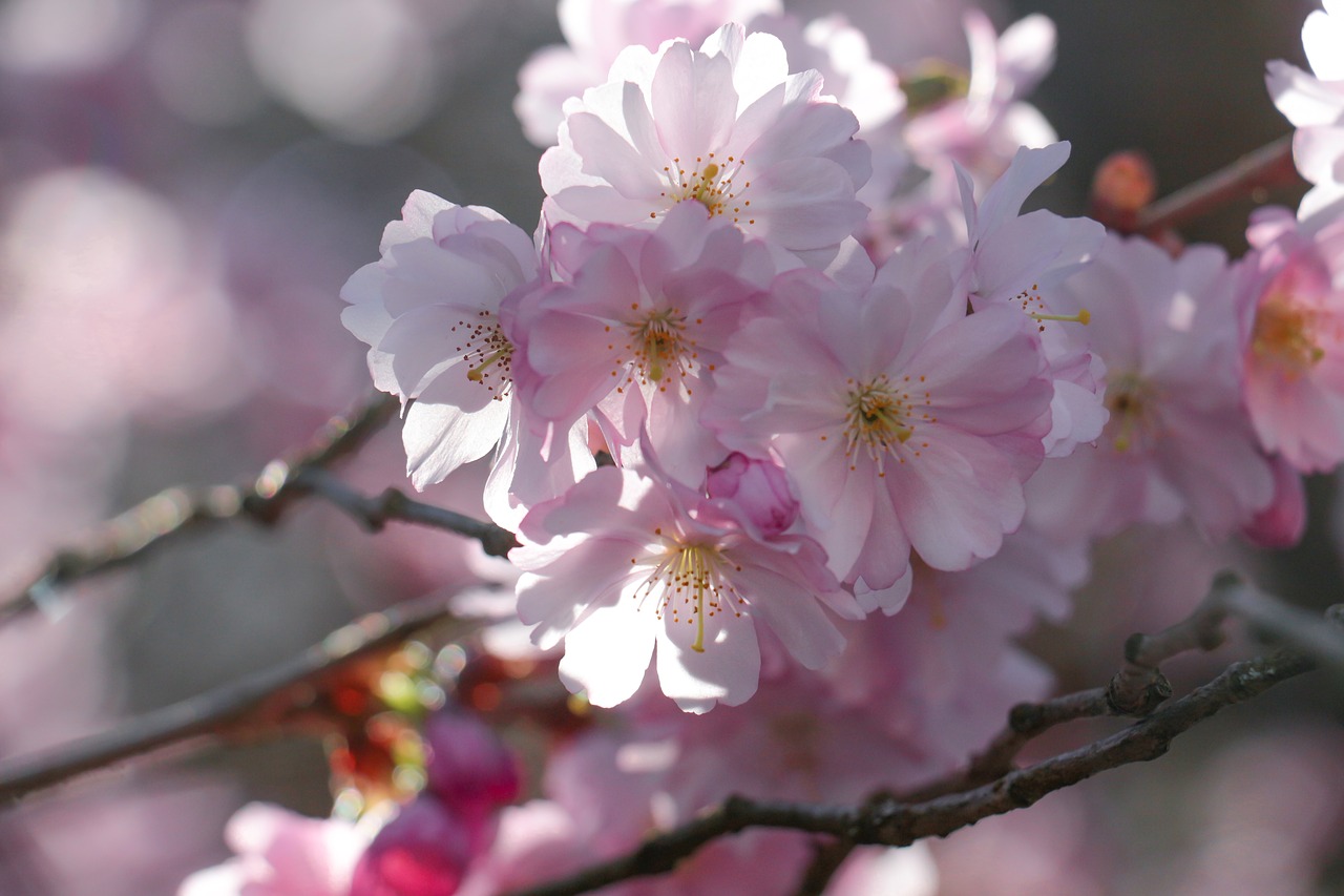 blossom pink spring free photo