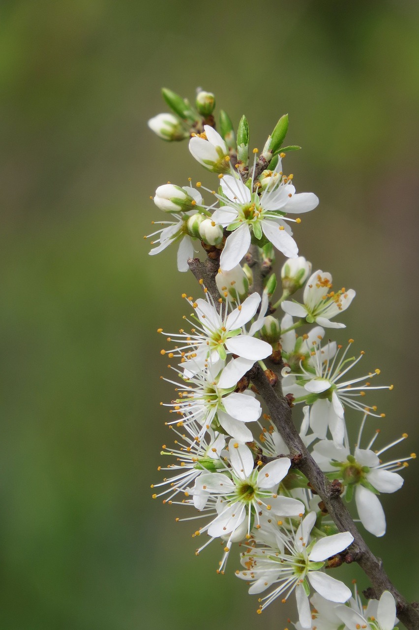 blossom  bloom  bud free photo