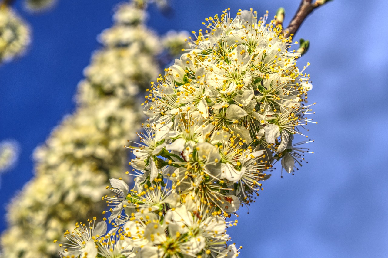 blossom  bloom  bloom free photo