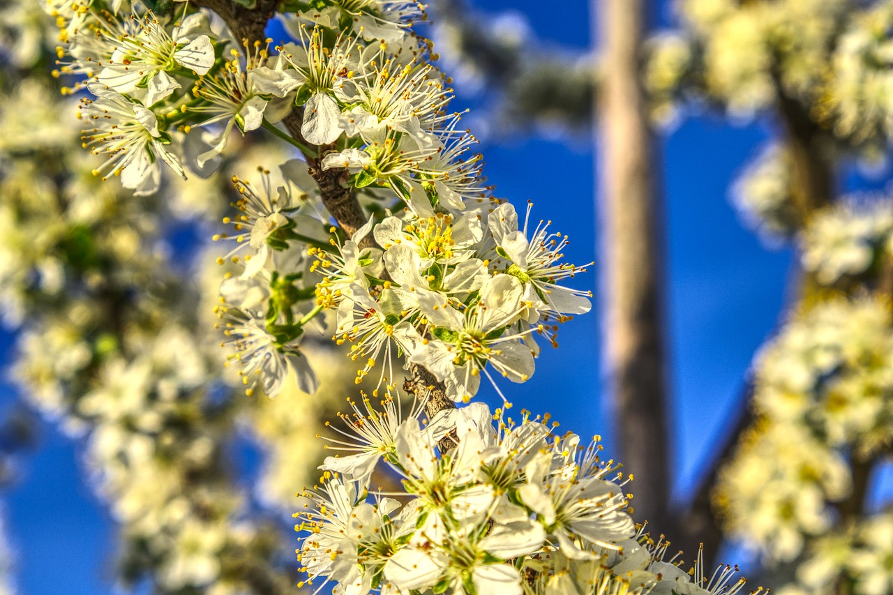 blossom  bloom  bloom free photo