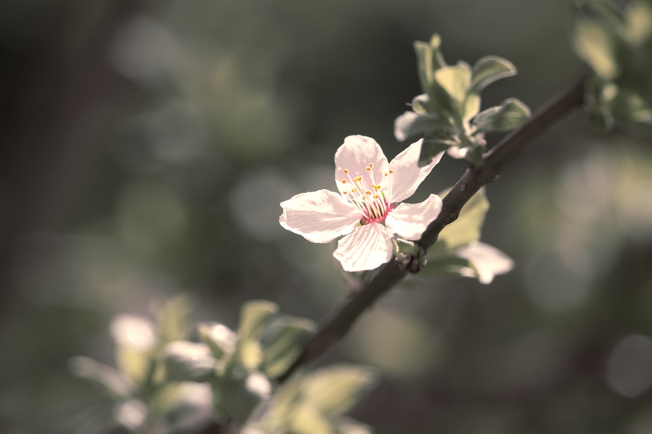 blossom  bloom  wild plum free photo