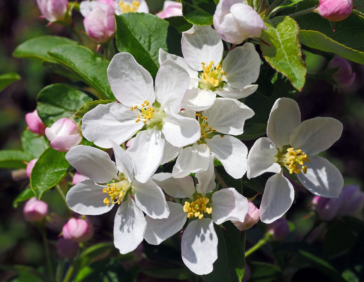 blossom  embellishment  apple blossom free photo